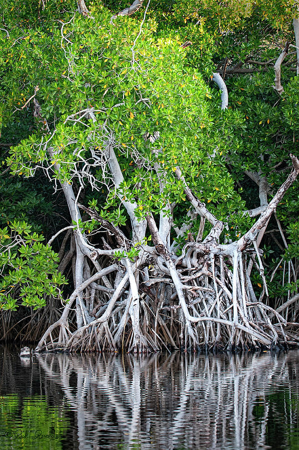 Mangrove, Manialtepec Lagoon Photograph by Richard Rivard - Fine Art ...