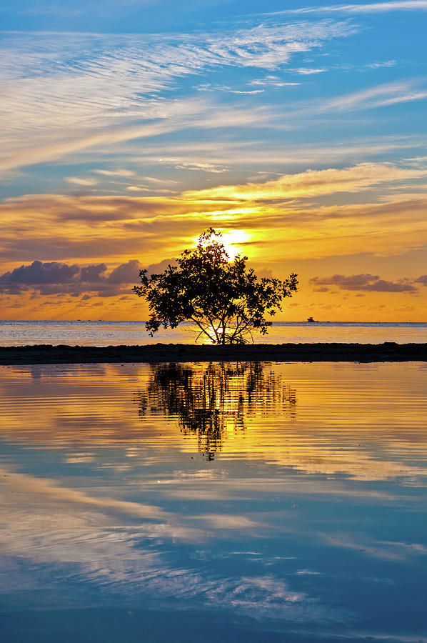 Mangrove on the bay Photograph by Edgar Estrada