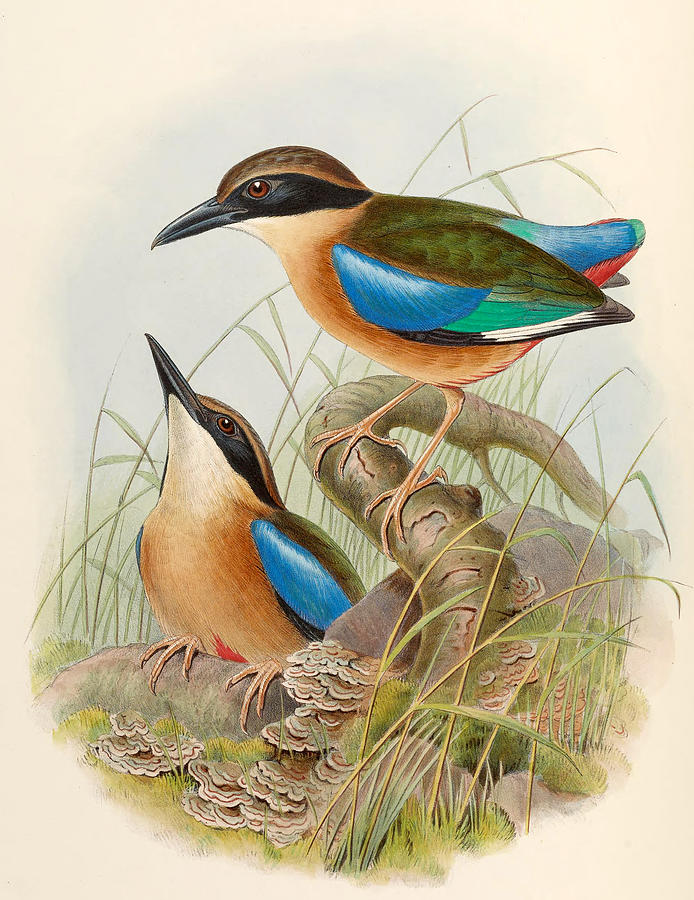 Mangrove Pitta  Mixed Media by World Art Collective