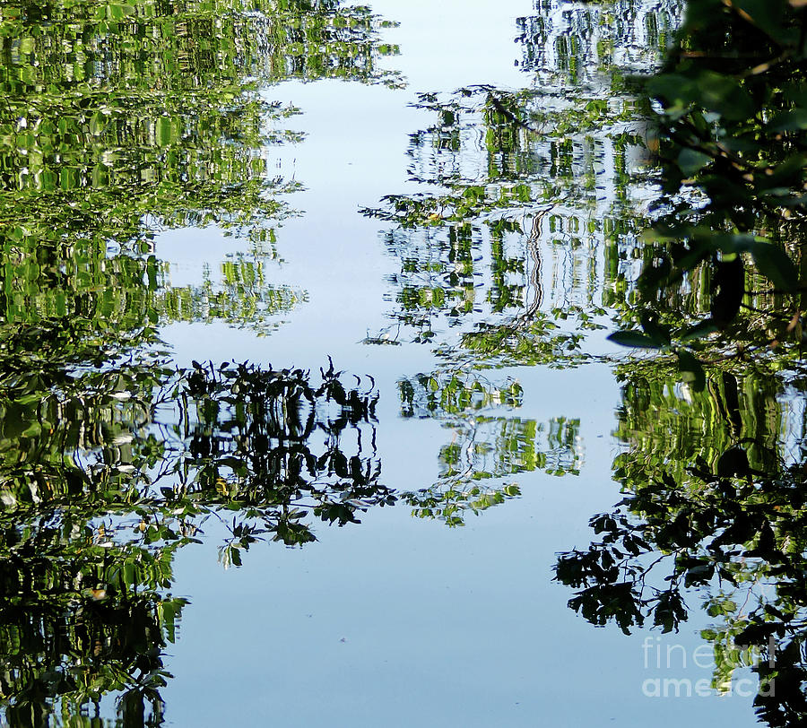 Mangrove Reflections Photograph by Sharon Williams Eng