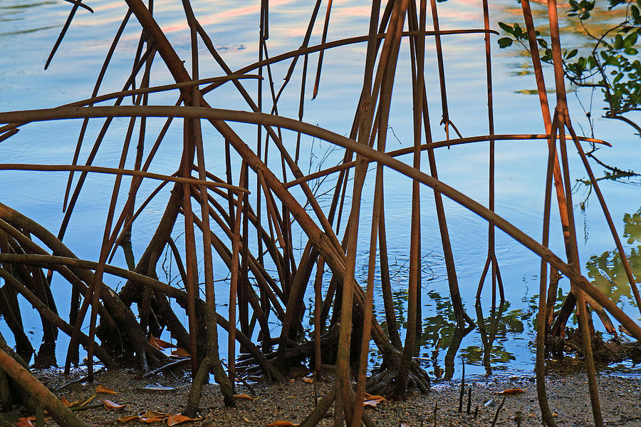 Mangrove roots Photograph by Wagner Campelo
