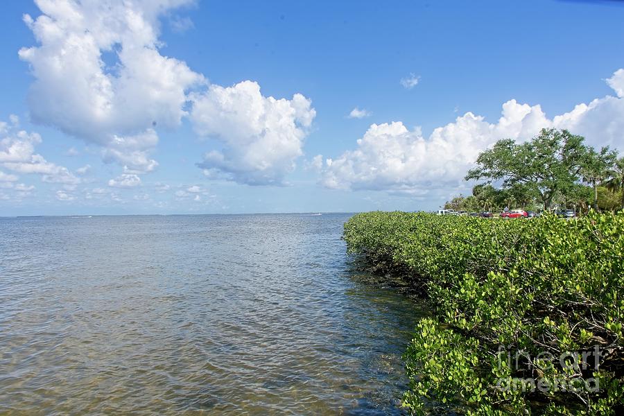 Mangrove Shoreline  Photograph by John Kapusta