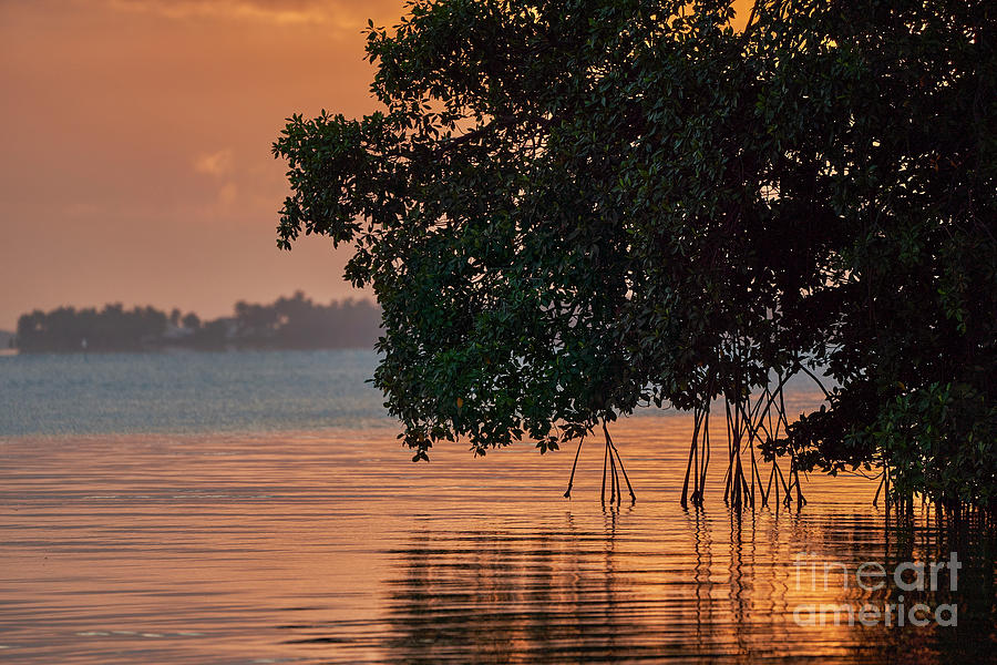 Mangrove Sunrise Photograph by Brian Kamprath