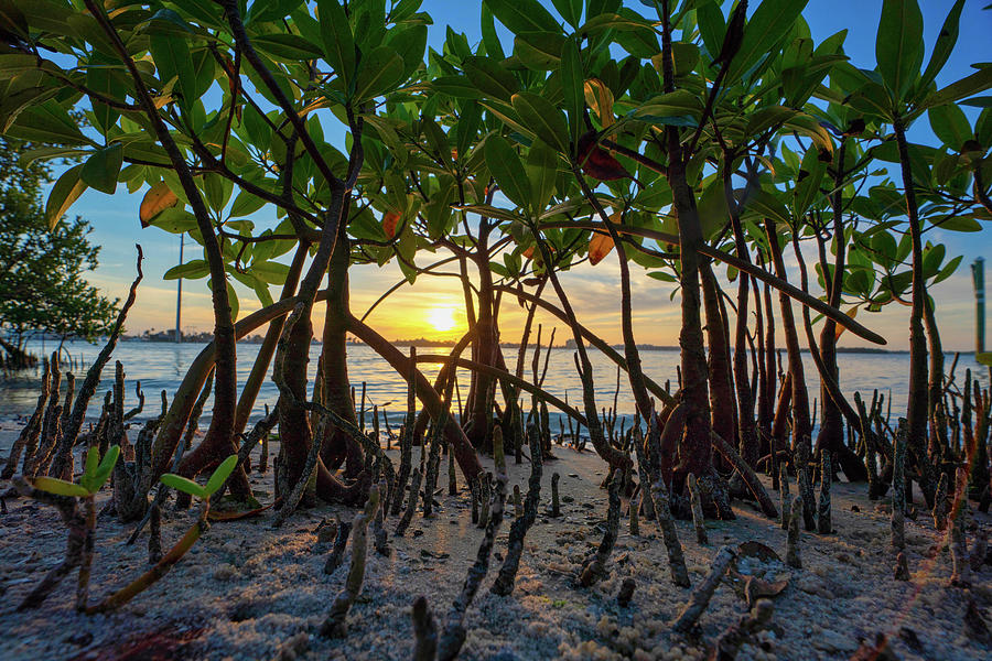 Mangrove Sunset2 2021 Photograph by Joey Waves