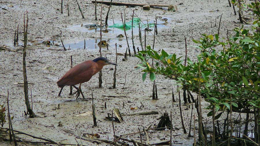 Mangrove Swamp Wildlife Photograph by Robert Bociaga