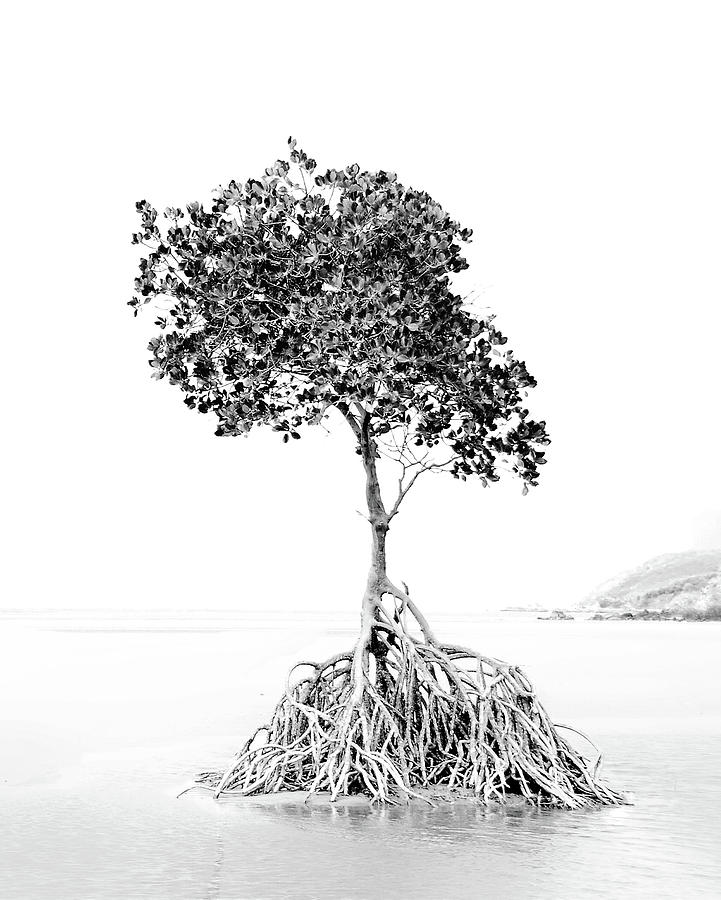 Mangrove Tree Photograph - Mangrove Tree at Yules Point by Imi Koetz