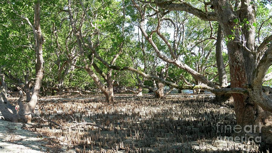 Mangrove trees and stumps Photograph by On da Raks