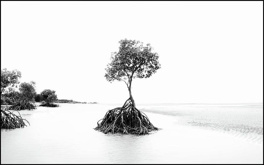 Mangrove Trees at Low Tide Photograph by Imi Koetz