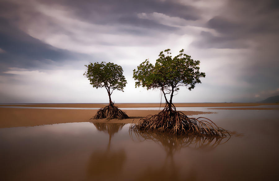 Mangrove Trees at Yule Point Photograph by Imi Koetz