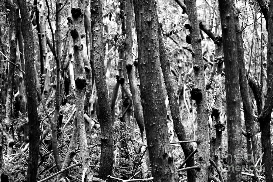 Mangrove Trees Photograph by Mesa Teresita