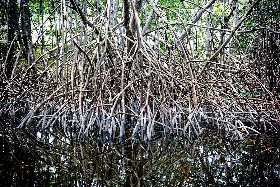 Mangroves 0612A Photograph by Rudy Umans