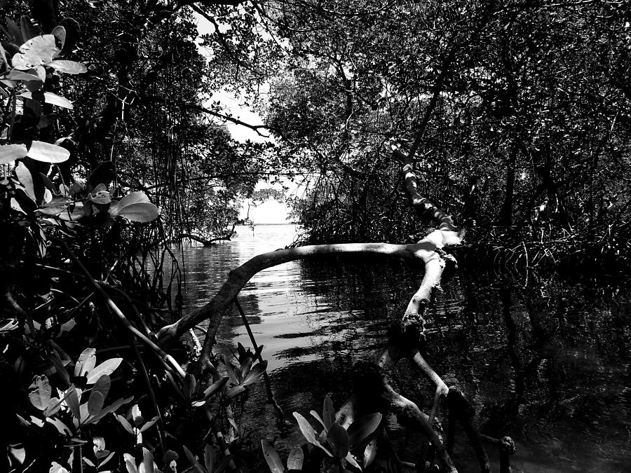 Mangroves at Emerson Point Photograph by Robert Stanhope - Fine Art America