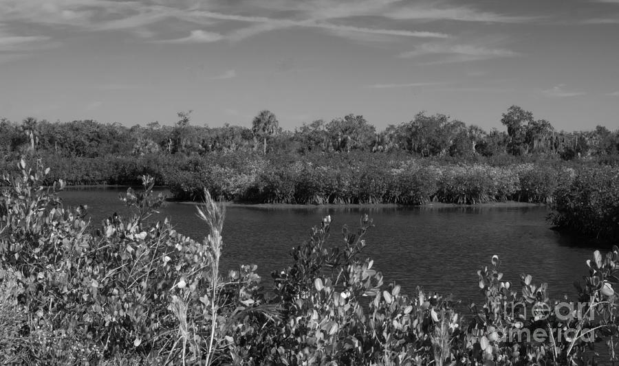 Mangroves at Terra Ceia State Park Photograph by L Bosco