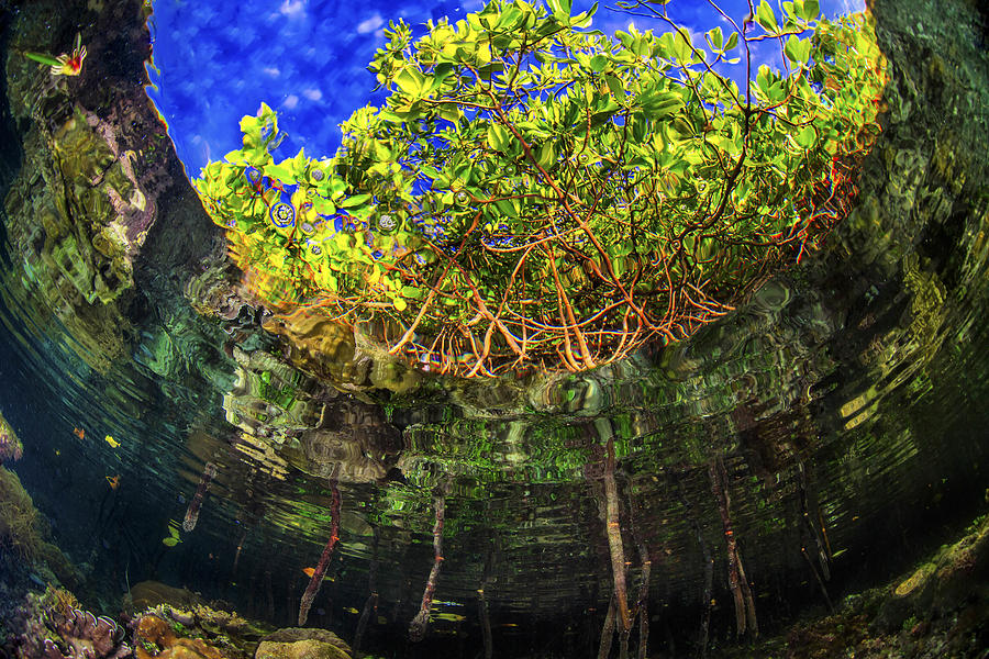 Mangroves from beneath the surface Photograph by Beth Watson