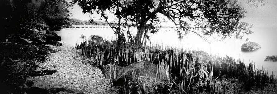 Mangroves In Biscayne Nat. Park Photograph