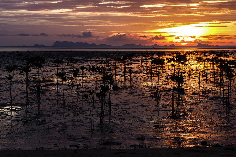Mangroves Photograph by Josu Ozkaritz