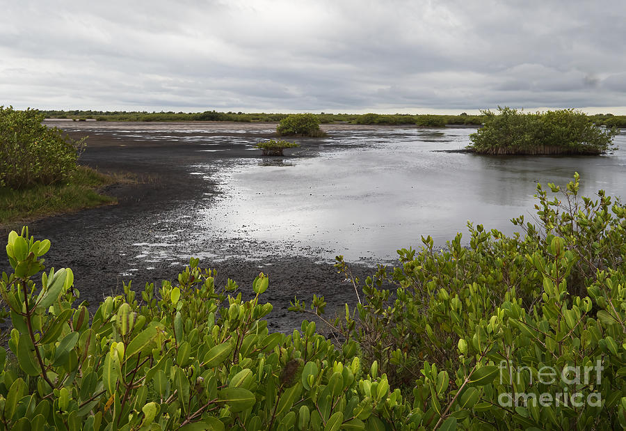 Mangroves on Black Point Wildlife Drive  Photograph by L Bosco