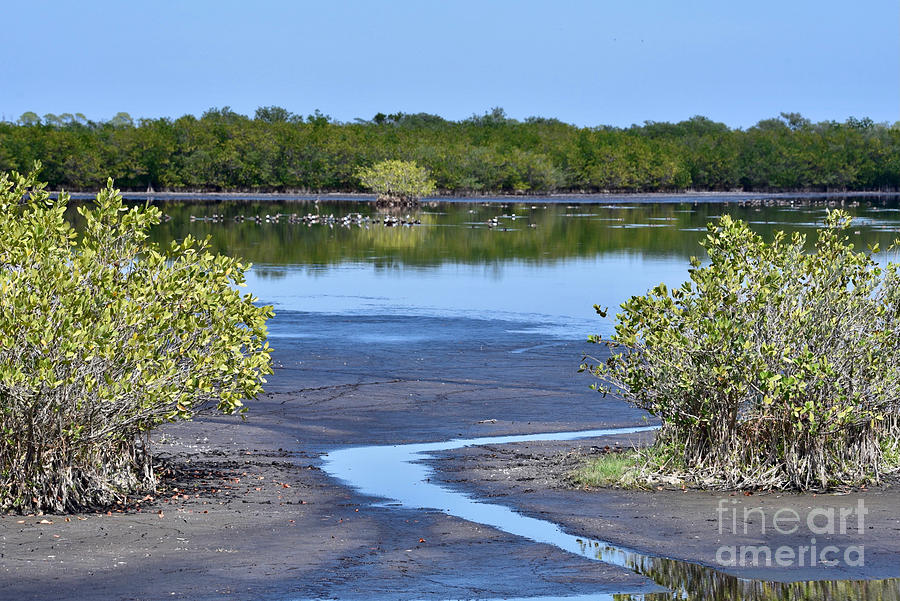 Mangroves on Merritt Island Photograph by AnnaJo Vahle