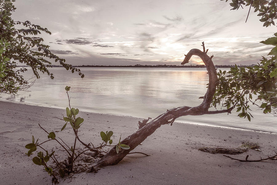 Mangroves on the Beach Photograph by Debra and Dave Vanderlaan