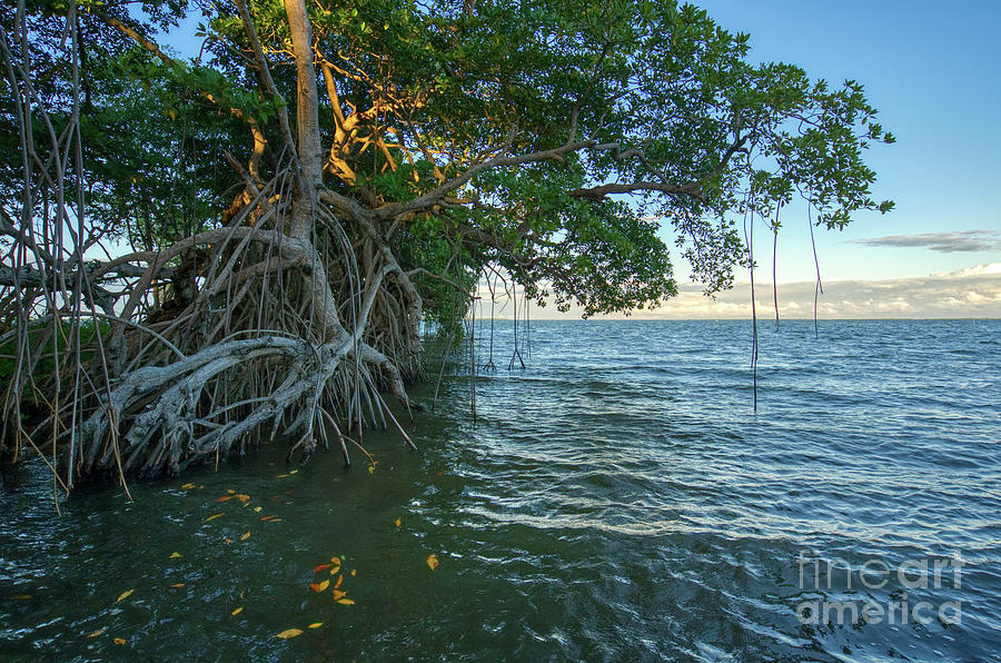 Mangroves to the Sea Photograph by Brian Kamprath
