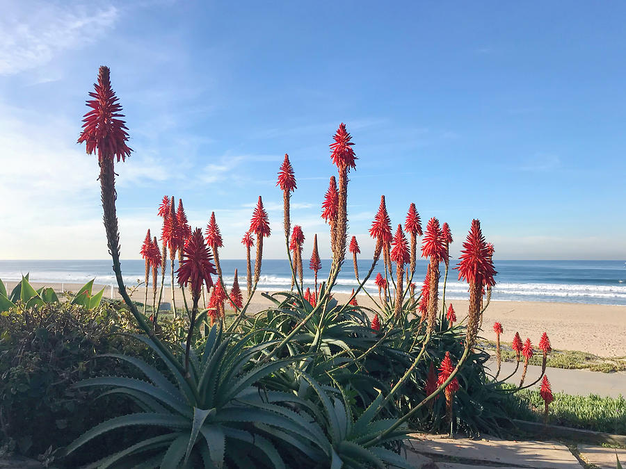 Manhattan Beach Red Hot Pokers Photograph by Art Block Collections