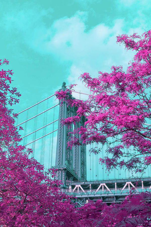 Manhattan Bridge Through Pink Leaves Photograph by Auden Johnson