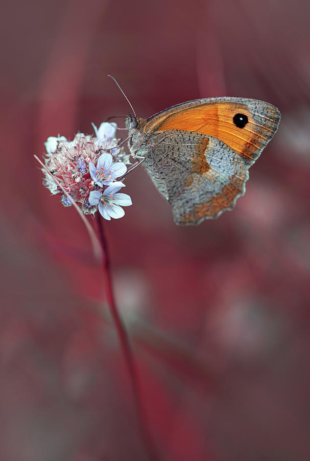 Maniola jurtina butterfly Photograph by Jaroslaw Blaminsky