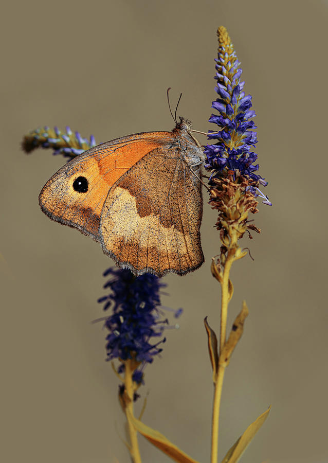 Maniola jurtina butterfly on purple flower Photograph by Jaroslaw Blaminsky