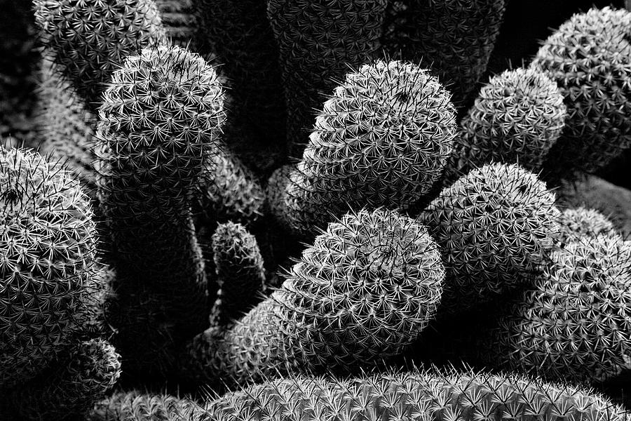 Manito Park Cactus  Photograph by Lee Santa