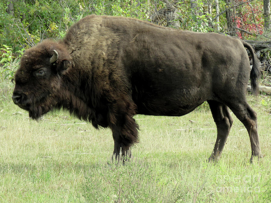 Manitoba Bison Photograph by Mary Mikawoz