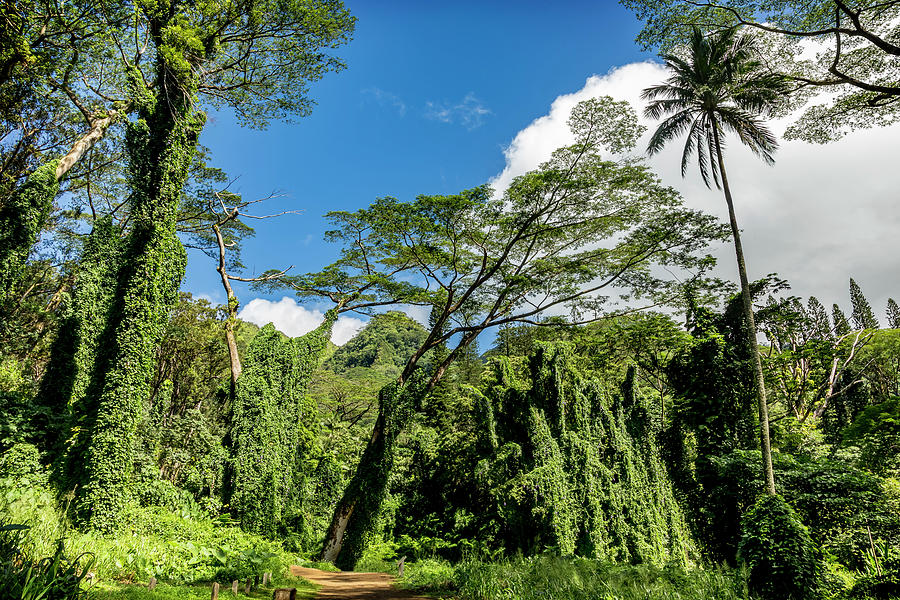 Manoa Falls Valley Photograph by Kelley King Manoa Falls Valley Photograph by Kelley King