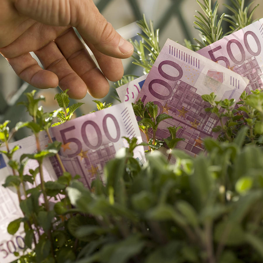 Mans hand plucks 500 euro notes from green hedge Photograph by Ascent/PKS Media Inc.