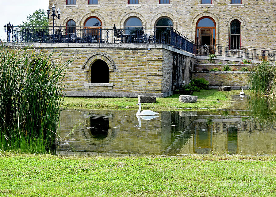 Mansion Swans Photograph by Linda Brittain