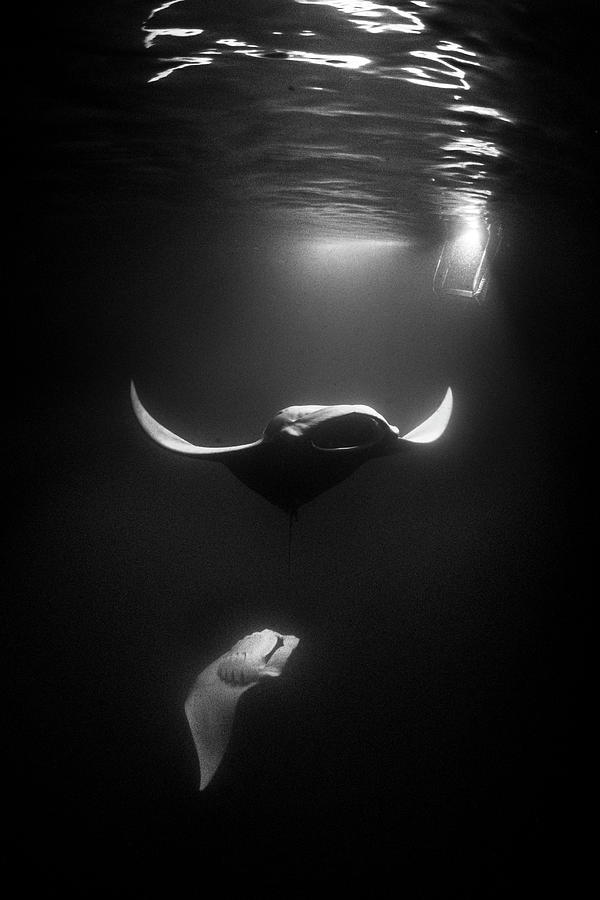Scuba Diving Photograph - Manta Dance by Simon Lorenz