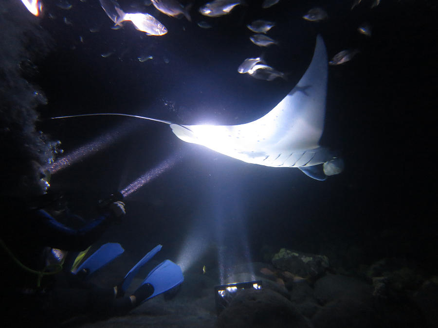 Manta Night Dive Photograph by Brit Finucci