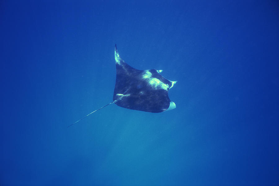 Manta ray Photograph by Comstock Images