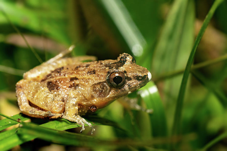 Mantidactylus betsileanus, Ranomafana National Park. Madagascar ...