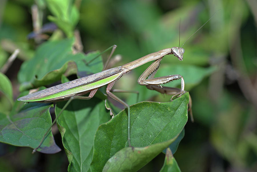 Mantids Mantidae Praying Mantis_9222 Photograph by Stan Gregg