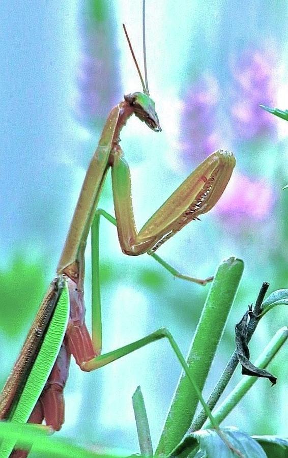 Mantis  Photograph by Gillis Cone