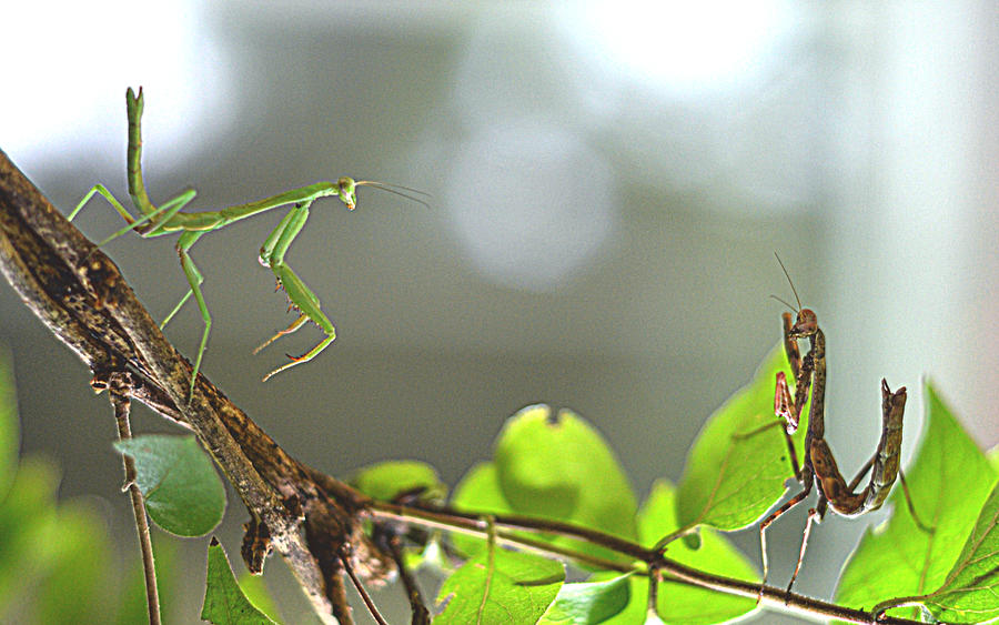 Mantis Meeting  Photograph by Ally White
