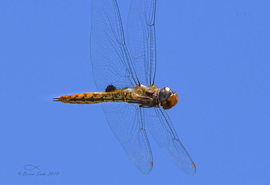 Manually Focused Dragonfly, In Flight Photograph