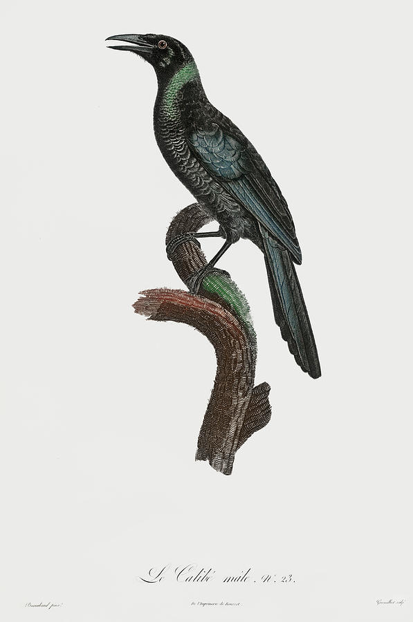 Manucode Male -  Vintage Bird Illustration - Birds Of Paradise - Jacques Barraband - Ornithology Digital Art by Studio Grafiikka