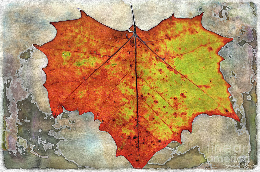 Many Autumn Leaves 14b Mixed Media by Debbie Portwood