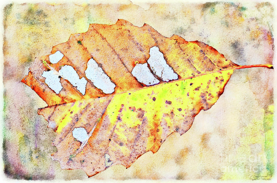 Many Autumn Leaves 16c Mixed Media by Debbie Portwood - Fine Art America