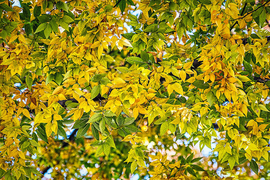 Many Autumn Leaves Photograph by Stuart Litoff