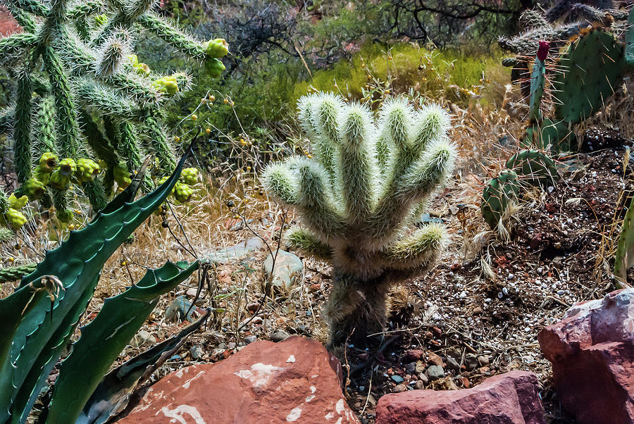 Many Cacti Photograph by Gordon Sarti