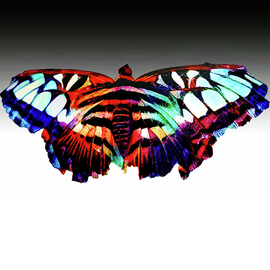 Many colored butterfly Digital Art by Cathy Anderson