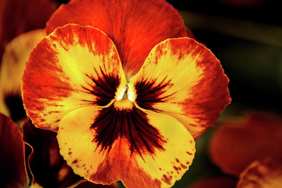 Many Colored Pansy Photograph by Don Johnson