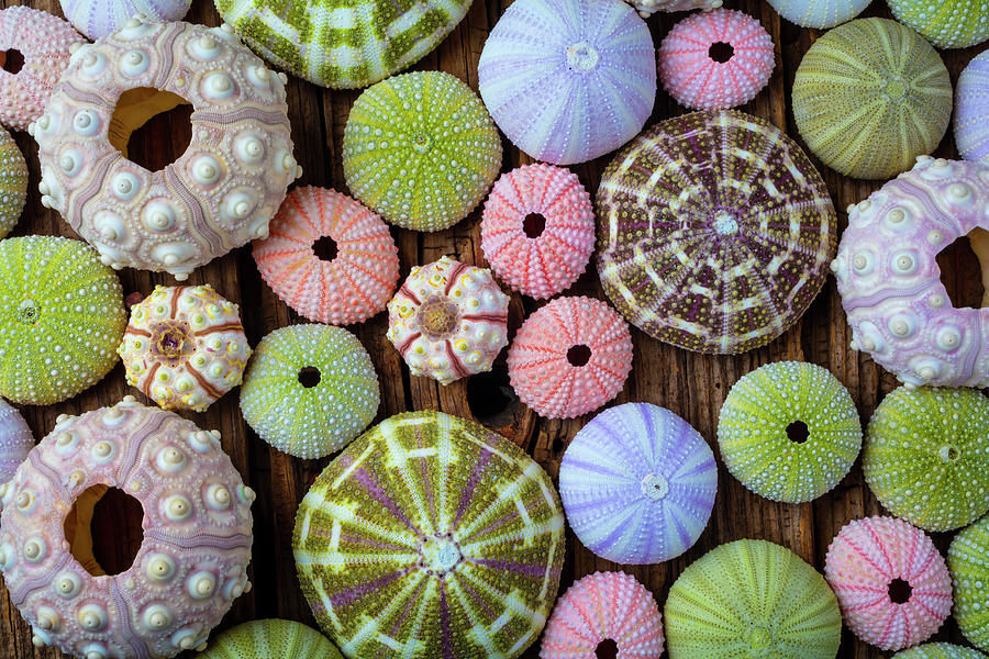 Many Colorful Sea Urchins Photograph by Garry Gay - Fine Art America