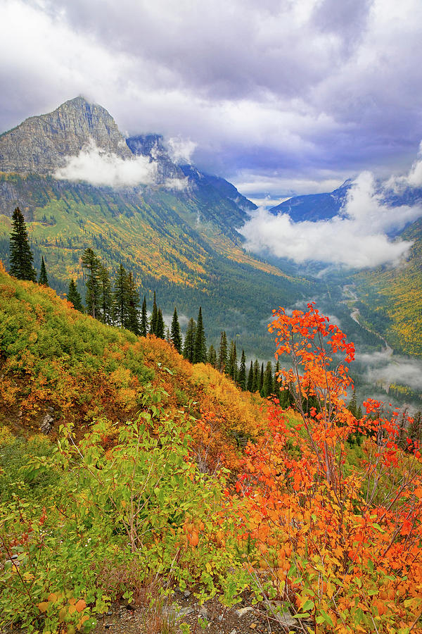 Many Colors of Autumn in Glacier Photograph by Jack Bell